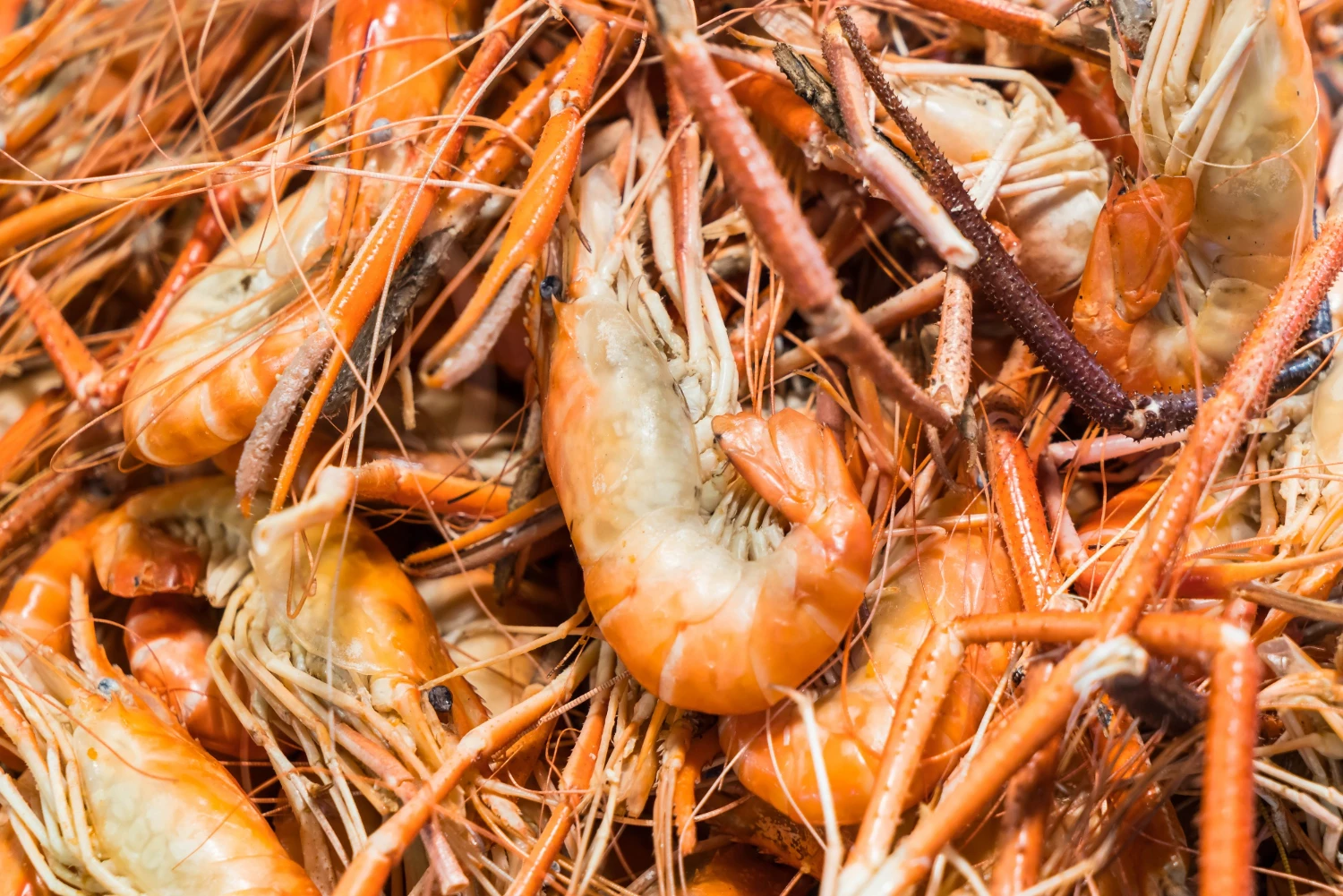 PRAWN CULTURE