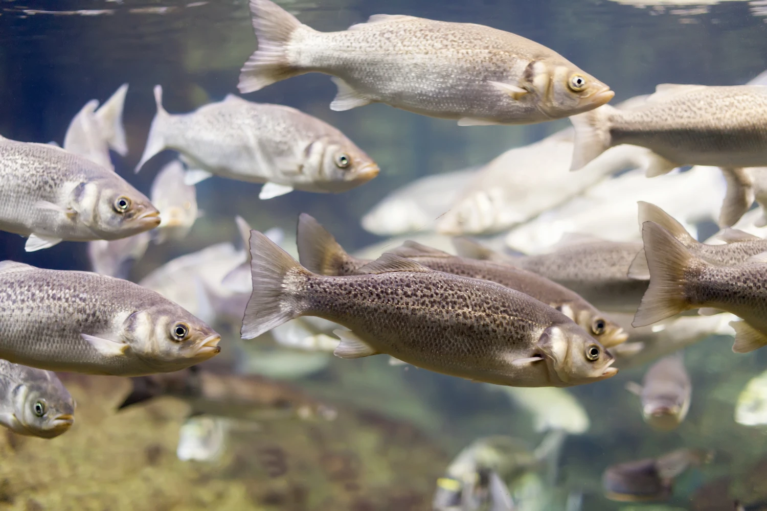 FISH CULTURE