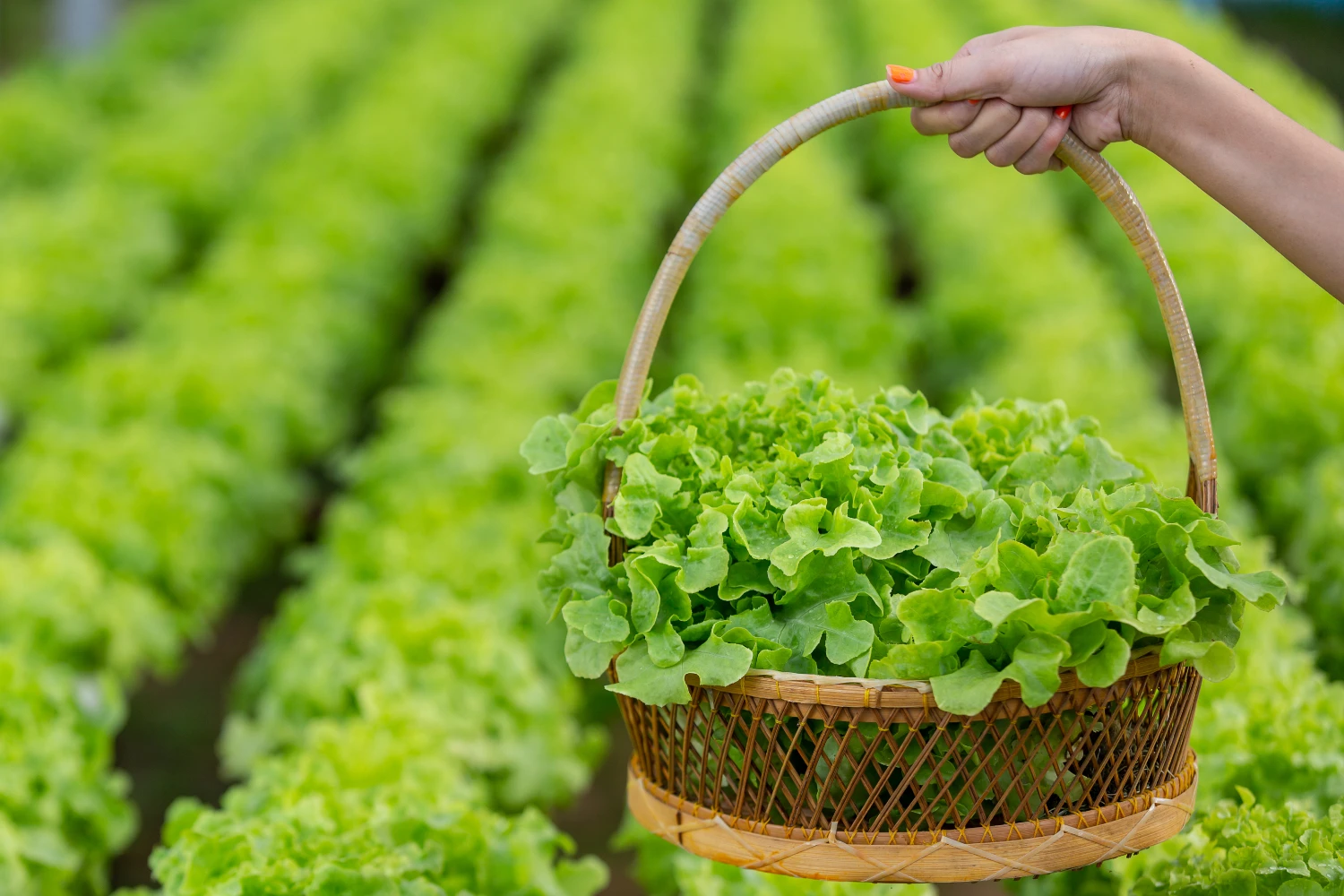 GREEN HARVEST
