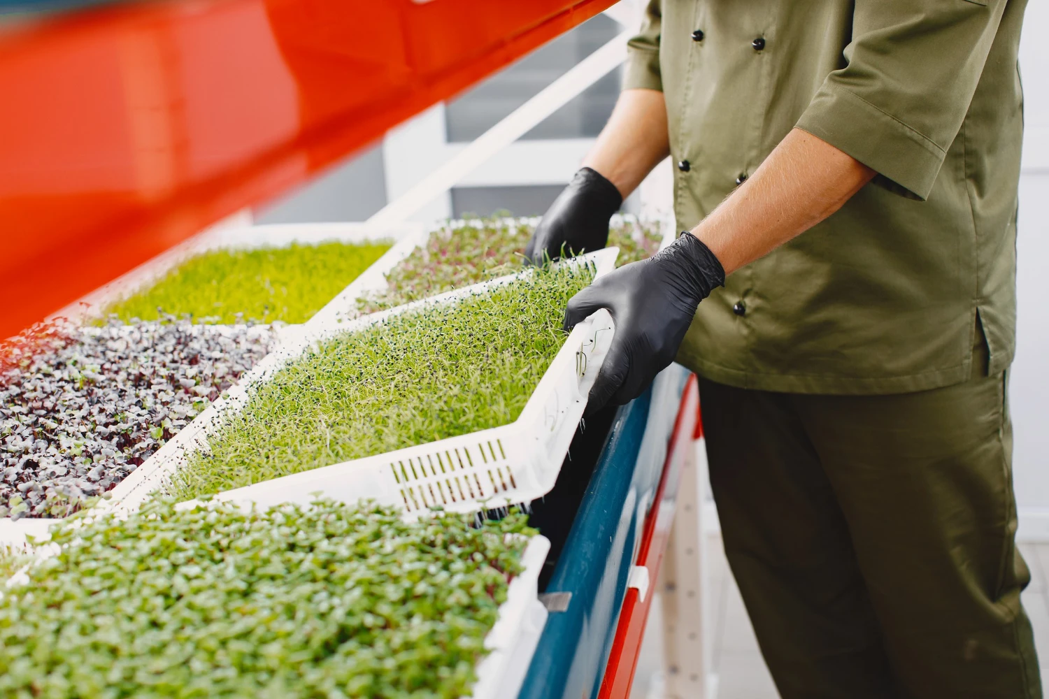 MICRO GREEN HARVEST
